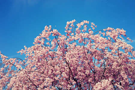Vintage cherry tree in springの写真素材
