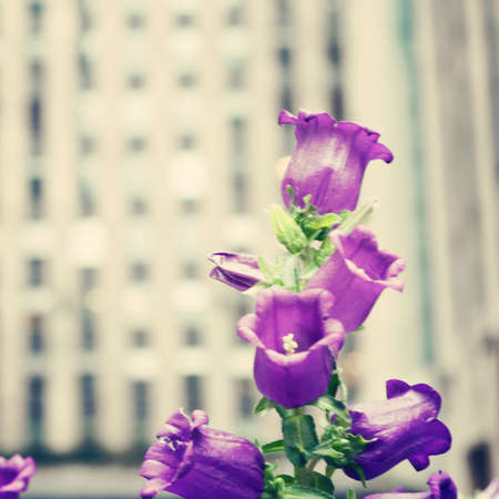 New York City Spring