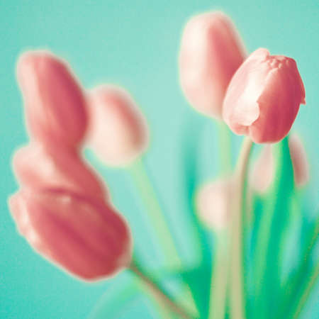 Pink tulips over turquoise backgroundの写真素材
