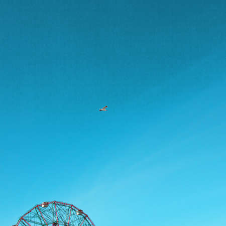 Seagull flying over a ferris wheelの写真素材