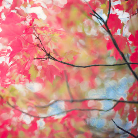 Red autumn leafs