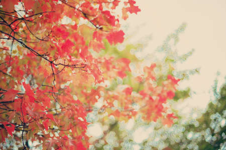 Red autumn leafsの写真素材