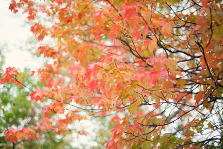 Red autumn leafs over afternoon sky