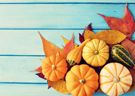 Pumpkins and autumn leafs over turquoise woodの写真素材