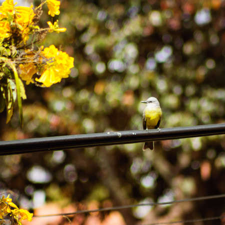 Tropical Kingbird perched on a telegraph lineの写真素材