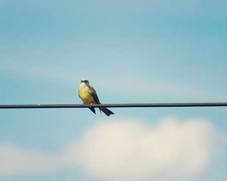 Tropical Kingbird perched on a telegraph line