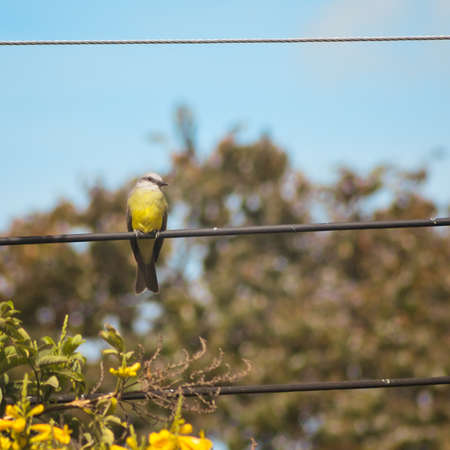 Tropical Kingbird perched on a telegraph lineの写真素材