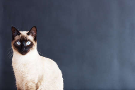 Traditional Female Siamese catの写真素材