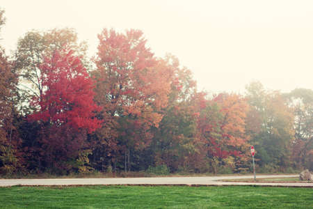 Autumn Foliage in the fog