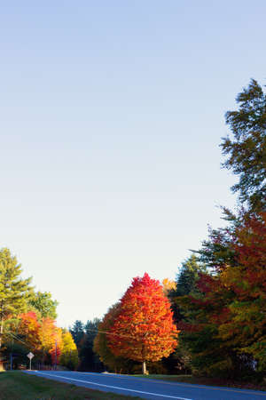 Autumn Foliage