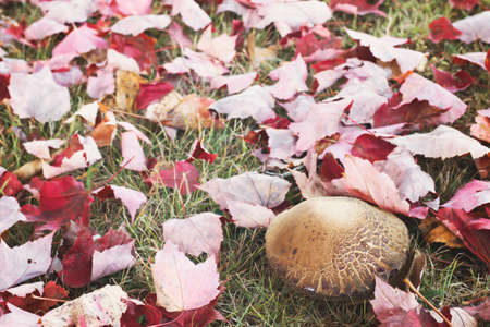 Mushroom and autumn leafsの写真素材
