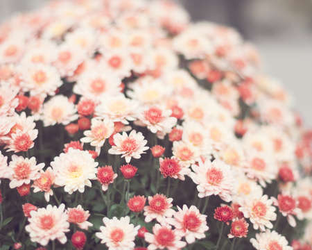 Vintage flowers in a garden