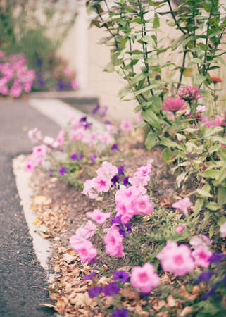Vintage flowers in a gardenの写真素材