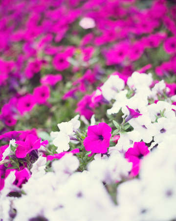 Vintage flowers in a gardenの写真素材