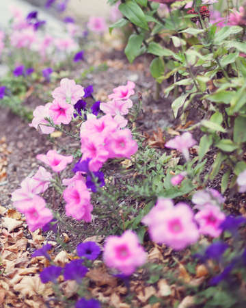 VIntage flowers in a garden