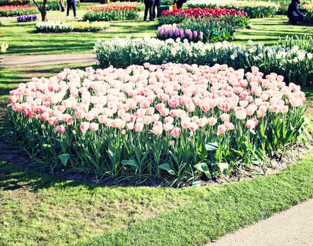 Vintage tulips in a garden in springの写真素材
