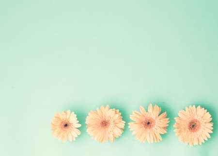 Pink daisies on mint flat layの写真素材