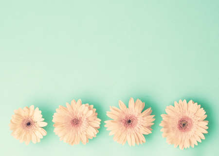 Pink daisies on mint flat layの写真素材