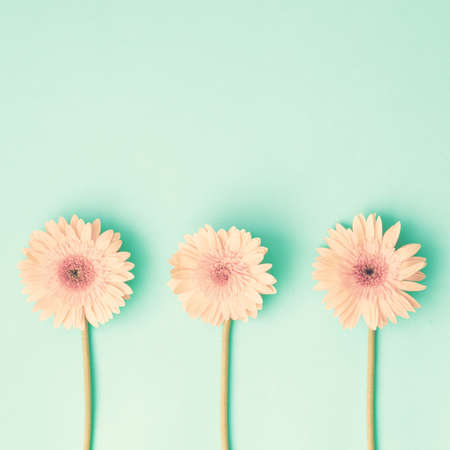 Pink daisies on mint flat layの写真素材