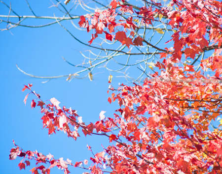 Vintage autumn or fall foliage