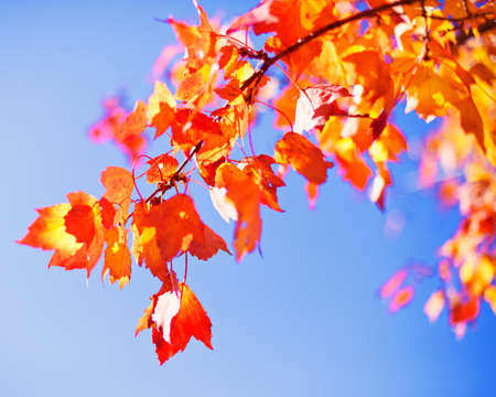 Vintage autumn or fall foliage