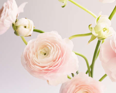 Ranunculus flowers over clear backgroundの写真素材