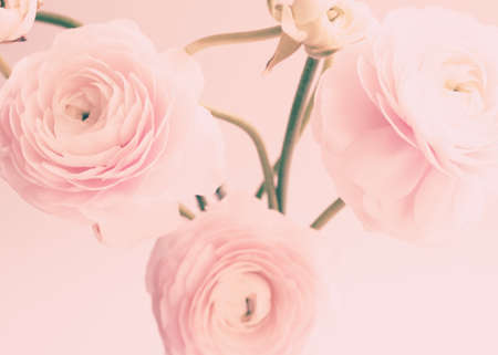 Ranunculus flowers over clear backgroundの写真素材