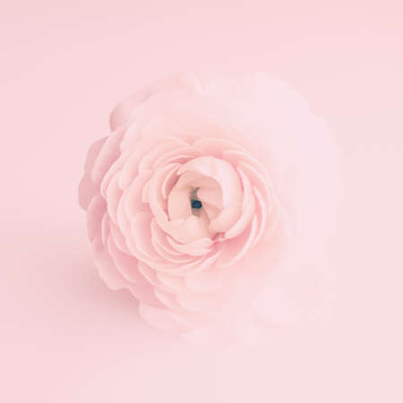 Ranunculus flowers over clear backgroundの写真素材