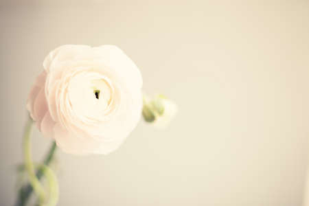 Ranunculus flowers over clear backgroundの写真素材
