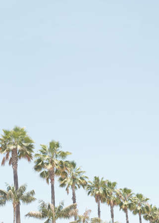Palm trees in a beach in Californiaの写真素材