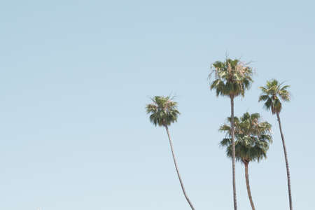 Beach palm trees in Californiaの写真素材