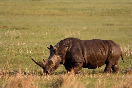 Rhino grazing on grass fields in Africaの写真素材
