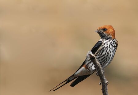 Lesser Striped Swallow sitting on a dead treeの写真素材