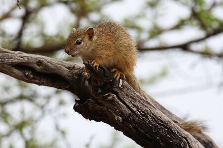 A squirrel sitting in a tree looking downの写真素材