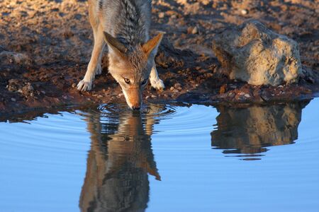 Black-backed Jackal (Canis mesomelas)の写真素材