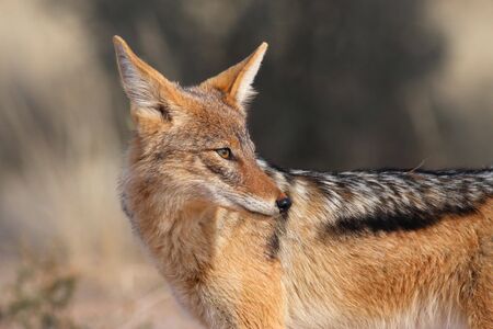 Black-backed Jackal (Canis mesomelas)の写真素材