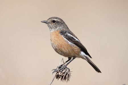 Stone Chat in South Africaの写真素材