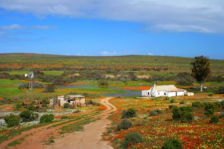 Namakwaland farm with flowers in south africaの写真素材