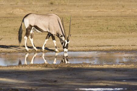 Gemsbuck in the Kalahariの写真素材