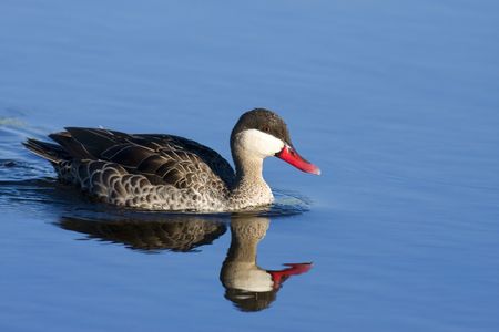 Red Billed Duck in clear blue waterの写真素材