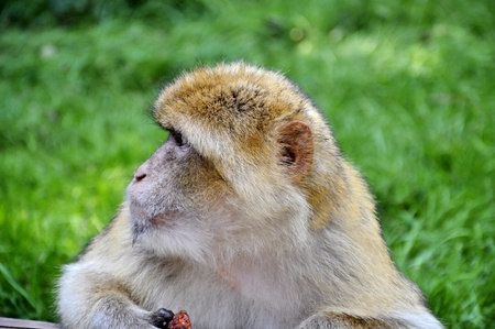 The monkey eats fruit against a grass.の写真素材