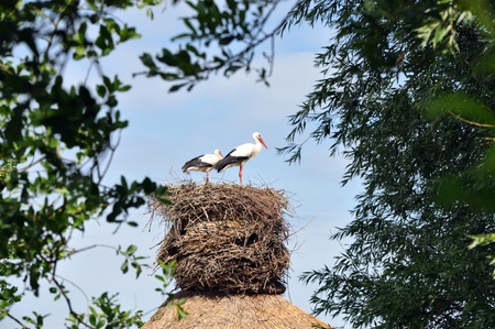 Stork on a house roof.の写真素材