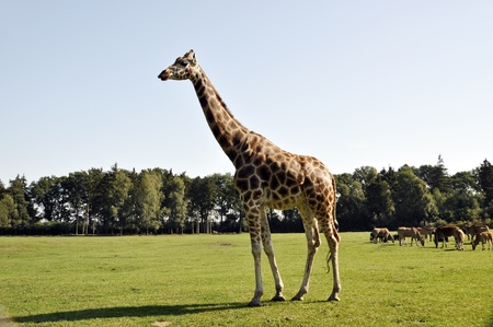 Giraffe stands tall looking around the African savannahの写真素材