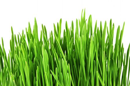 Sample green grass isolated on white.の写真素材