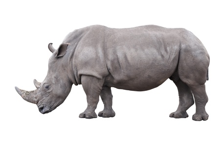 rhinoceros isolated on white backgroundの写真素材