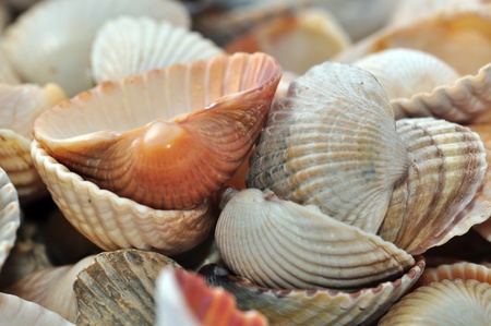Sea cockleshellsの写真素材