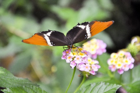 close-up photo of a  butterfly on a purple-blue butterfly bush.の写真素材