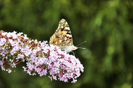 close-up photo of a  butterfly on a purple-blue butterfly bush.の写真素材