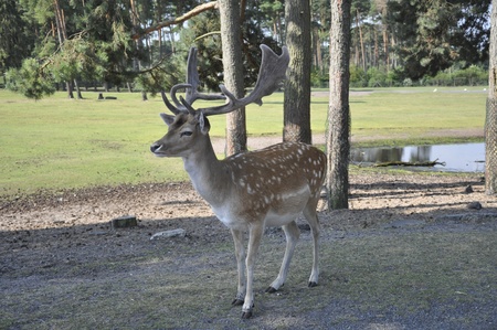 a good close up image of a deerの写真素材
