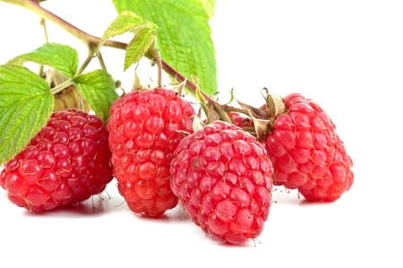Branch of a fresh raspberry on a white backgroundの写真素材